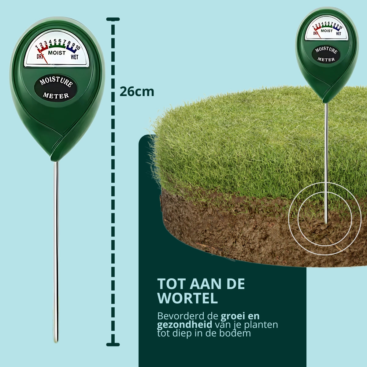 26 cm lang: tot aan de wortel