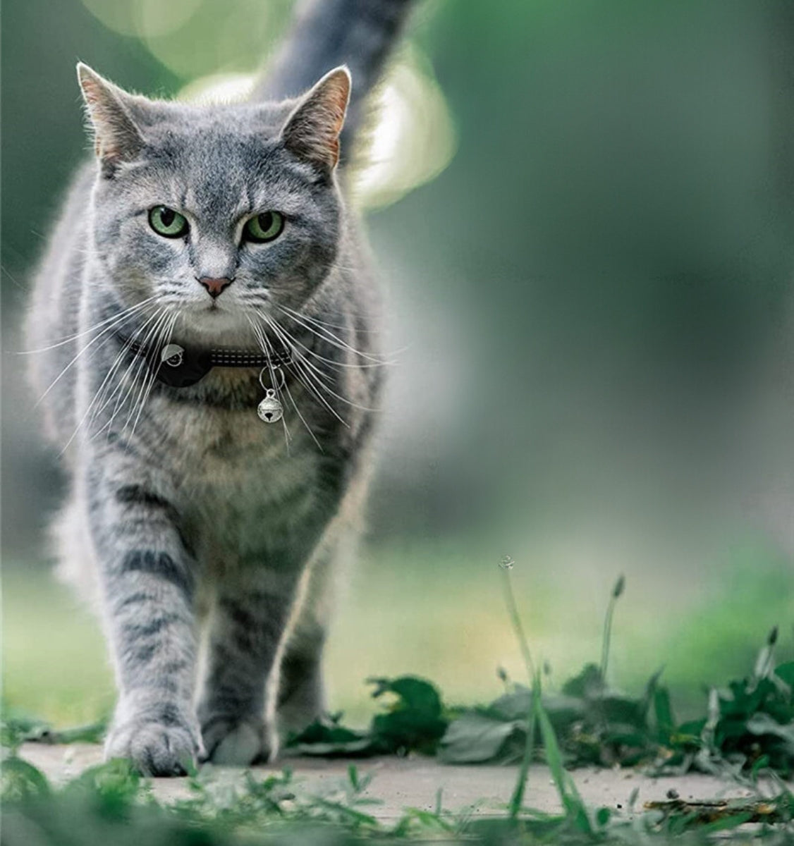 Kattenhalsband met AirTag-houder